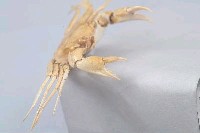 摩擦聲蟹藏品圖，第6張
